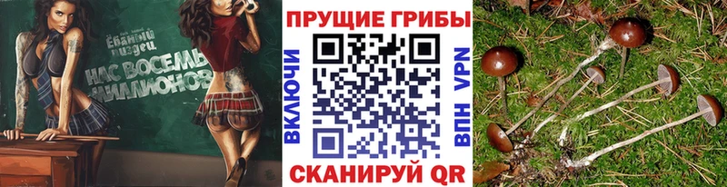 Галлюциногенные грибы Cubensis  Купить  Хвалынск 